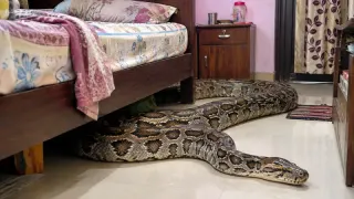 रीवा में महिला के बिस्तर के पास 12 फीट का अजगर: रातभर कमरे में रहा, सुबह देखकर उड़े होश